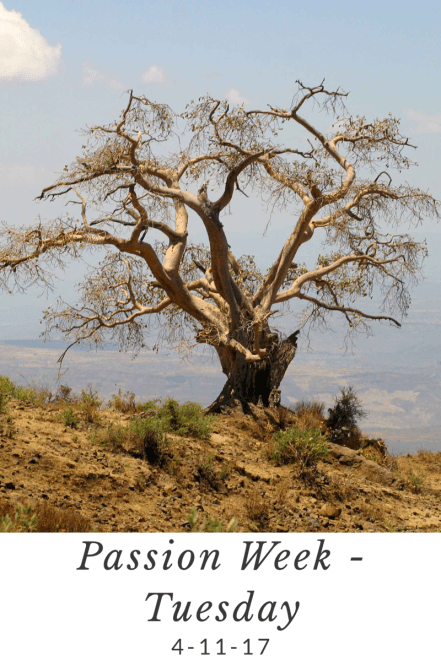 Passion Week Tuesday dead tree freeimages Niall Crotty.png